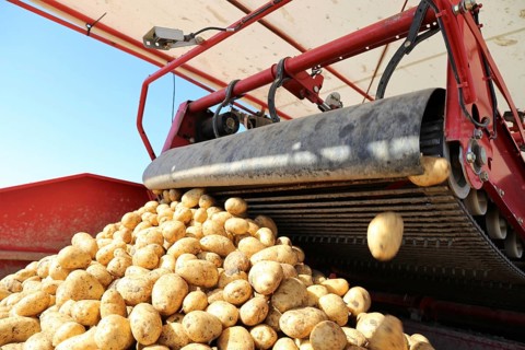Agriculture potato harvesting with harvester (Mutterstadt, Rhineland-Palatinate)