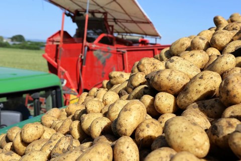 Agriculture potato harvesting with harvester (Mutterstadt, Rhineland-Palatinate)