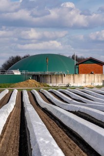 Asparagus fields, asparagus stems under foil, for faster growth, biogas plant on a farm, near