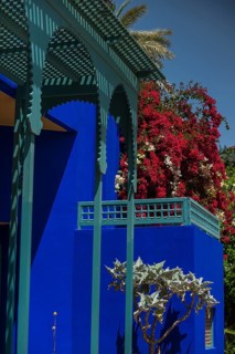Majorelle Garden, botany, cactus, cacti, bougainvillea, flora, plant, botany, tropical, climate,