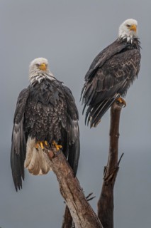 Two bald eagles, Haliaeetus leucocephalus, perching, adult, winter, Homer, Alaska, USA, North
