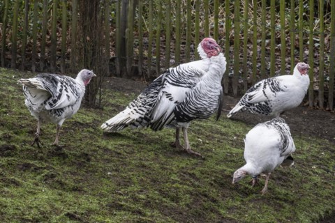 Cröllwitz turkeys (Meleagris gallopavo f. domestica), Tierpark Nordhorn, Lower Saxony, Germany,