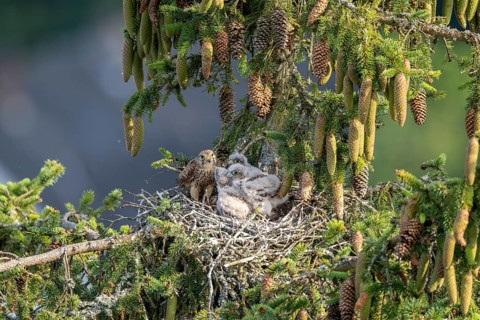 Common kestrel (Falco tinnunculus), female adult bird feeding young birds not yet ready to fly in