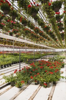 Red Pelargonium, Geranium flowers in hanging baskets plus mixed flowering plants in containers