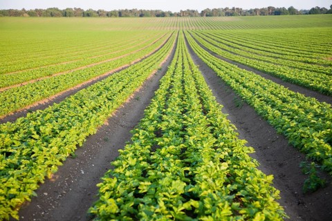 Rows of celery crop growing in a field, Sutton Heath, Suffolk, England, United Kingdom, Europe