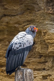 King vulture (Sarcoramphus papa, Vultur papa) native to Central and South America