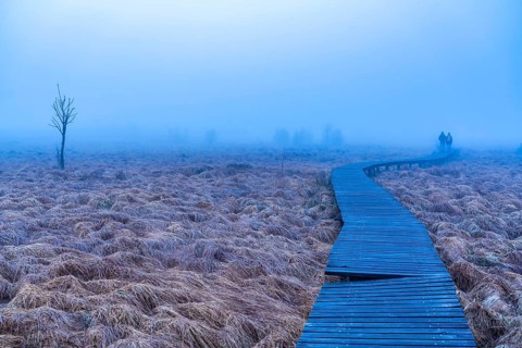 The High Fens nature park Park, in the German-Belgian border region near Eupen, winter, fog, wooden