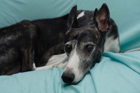 A rescued greyhound, blind in one eye and with cropped ears, gazes directly into the camera as she