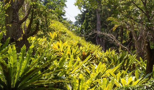 Hill with ferns in the botanical garden in Singapore