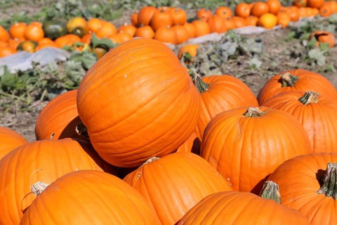 Pumpkins, pumpkin patch