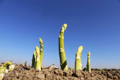 Green asparagus in the field against a blue sky