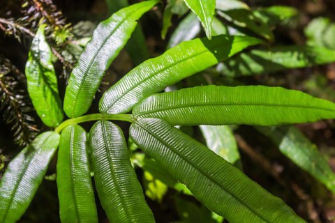 Ornamental bright green fern leaves in the jungle.Malaysia