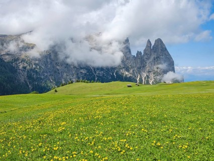 Sciliar in the fog, Alpine meadow and pastures, Alpe di Siusi, Dolomites, South Tyrol