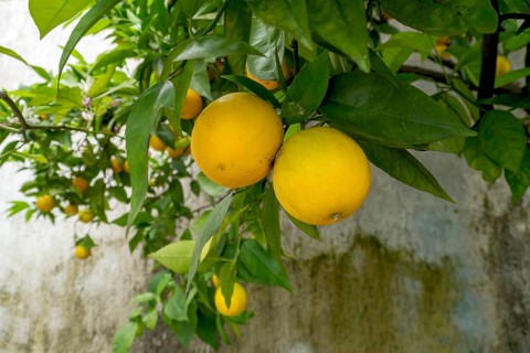 Orange tree with fruits and also blossoms, Limone sul Garda, Lake Garda, Province of Brescia,