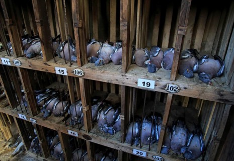 Dead wood pigeons for sale at traditional country auction, Campsea Ashe, Suffolk, England, UK