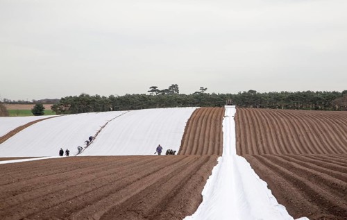 A tractor and team of workers laying out protective fleecing over a potato crop, Butley, Suffolk,