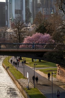 Main riverbank in Frankfurt, spring, Ignatz-Bubis-Bridge, Hesse, Germany, Europe