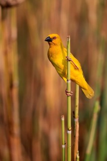 Eastern golden weaver (Ploceus subaureus), adult, male, auto-waiting, alert, preparing nest, Saint