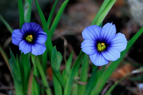 Blue rush lily (Sisyrinchium angustifolium), flower, blooming, at a pond, Germany, Europe