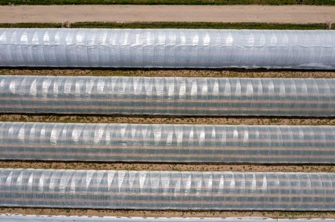 Open field strawberry cultivation in a foil greenhouse, young strawberry plants growing, near