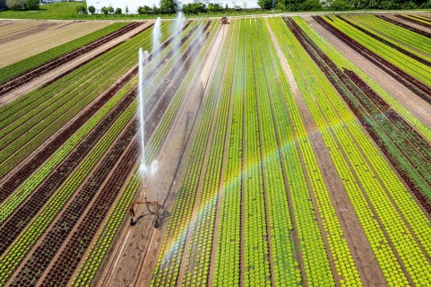 A field is artificially irrigated, water is sprayed onto the field via an irrigation system, field