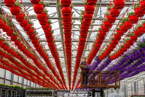 Horticultural business, flower pots, so-called petunia ampel, grow in a greenhouse, under the glass