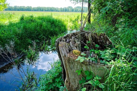 Modernised tree stump and deadwood in the wetlands of the Ohre in the UNESCO Drömling Biosphere