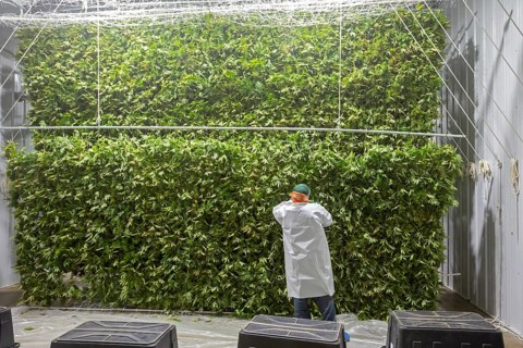 Paw Paw, Michigan, Migrant farmworkers at Grasshopper Farms hang the newly-harvested cannabis on