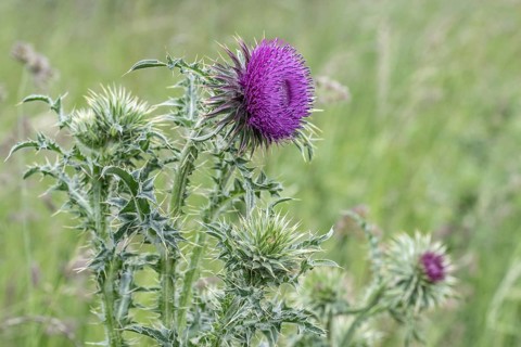 Musk Thistle (Carduus nutans), Mecklenburg-Western Pomerania, Germany, Europe