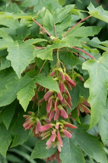 Sycamore maple (Acer pseudoplatanus), fruit stand, Mecklenburg-Western Pomerania, Germany, Europe
