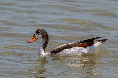 Common shelduck (Tadorna tadorna) juvenile swimming in pond in wetland in summer