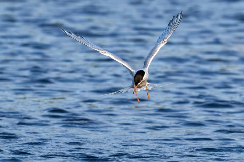 Common tern (Sterna hirundo) adult in breeding plumage in flight, fishing along the North Sea coast