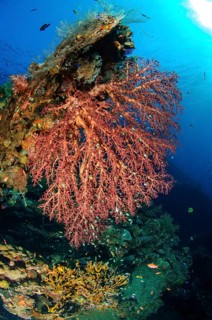 Large sprawling soft coral (Dendronephthya) growing on wreck part of sunken US-American shipwreck