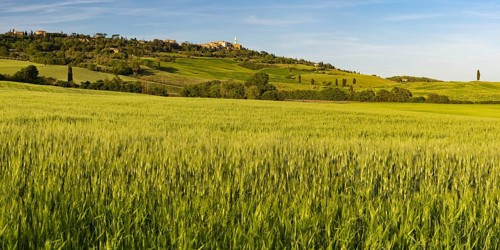 Landscape around Pienza, Val d'Orcia, Orcia Valley, UNESCO World Heritage Site, Province of Siena,