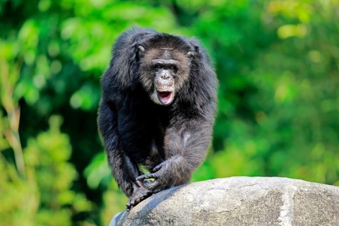 Chimpanzee (Pan troglodytes troglodytes), adult male
