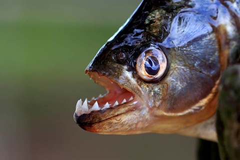 Piranha (Pygocentrus nattereri), adult, portrait, showing teeth, Pantanal, Mato Grosso, Brazil,