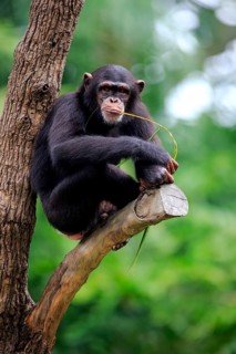 Chimpanzee (Pan troglodytes troglodytes), subadult, half-grown, feeding, on tree