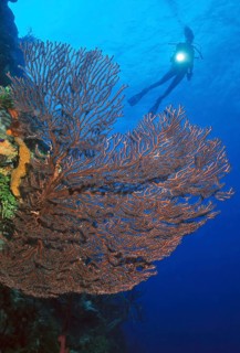 Deep-sea coral (Iciligorgia schrammi) Horn coral, Caribbean, Cabo Cabron Tower, Las Terrenas,
