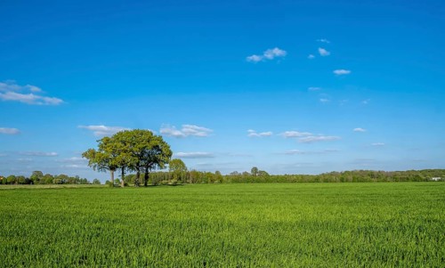 Grain field with trees and blue sky with some clouds on a sunny day, Münsterland, North