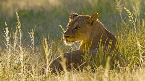 Resting female lion (Panthera leo) Lioness backlit by the evening sun Kalahari South Africa