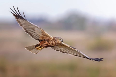 Marsh harrier (Circus aeruginosus) medium-sized bird of prey, male, hunting in reeds, looking for