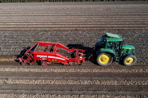 Potato harvest, so-called split harvesting method, first the tubers are taken out of the ground