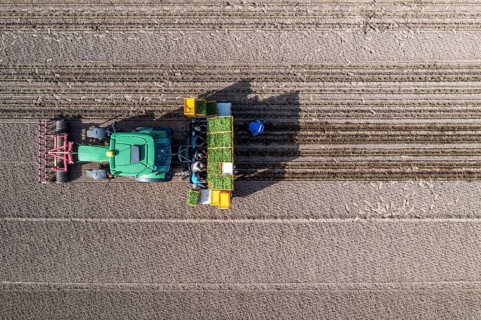 Vegetable cultivation, celery plants are planted in the field with a planting machine,
