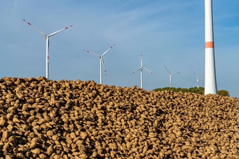 Agriculture, sugar beets are stacked at the edge of the field after harvesting, beet pile,