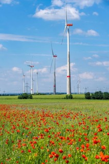 Wind farm, field with flower strips, insect-friendly border of fields with mixed flowers, poppies,