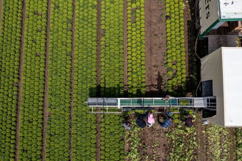 Harvesting Lollo Bianco lettuce, harvest workers cut off the lettuce heads, clean them and put them