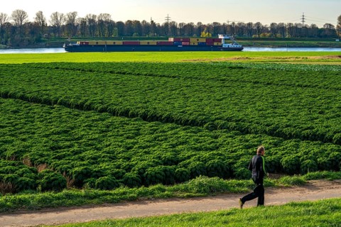 Kale field, growing area in the south of Düsseldorf, Volmerswerth district, cargo ship on the
