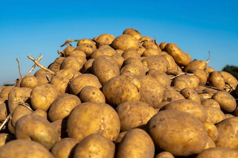 Potato harvest, Melodie variety, so-called split harvesting method, first the tubers are taken out
