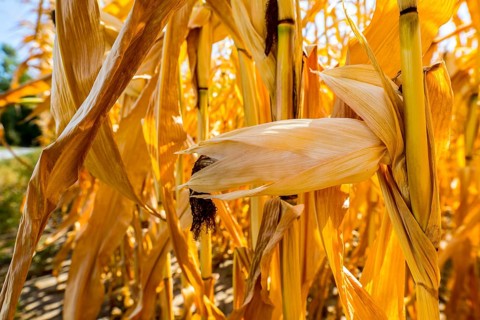 Corn field dried up and only low grown, small corn cobs, due to the summer drought, drought, in