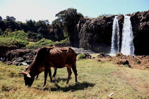 Ahamra region, landscape at the Blue Nile waterfall, in the highlands of Abyssinia, Blue Nile, Tis